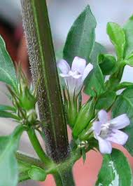 Image result for Dyschoriste