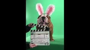 It is sold in australia, parts of canada (such as quebec), new zealand, new york city, san francisco bay area, india, ireland, russia, ukraine, south africa (packaged as lunch bar) and the united kingdom. Meet Henri The Newest Clucking Bunny In Cadbury Creme Egg Commercials Fox43 Com