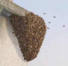 Résultat de recherche d'images pour "essaim d'abeilles"