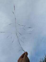 Image result for Aristida bipartita