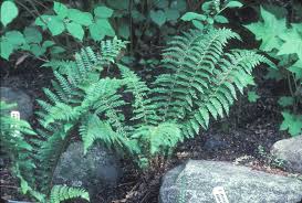 Image result for Polystichum sinense