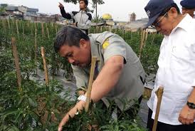 Sekarang ramai orang yang menanam pokok cili padi secara komersial melalui penanaman kaedah fertigasi. Seni Menanam Cabai Di Lahan Berpasir Republika Online