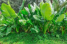 Most prefer bright indirect sunlight water: Florida Boys Caladiums Giant Upright Elephant Ears Elephant Ears Giant Upright Elephant Ears