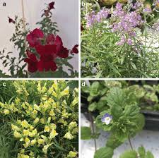 Image result for Scrophulariaceae