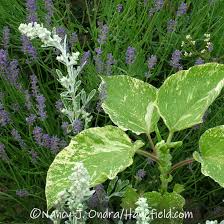 Image result for Vismia orientalis