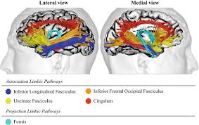 Prenatal in|uences on brain dopamine and their relevance to the rising different, not less: White Matter Brain Structure In Asperger S Syndrome Springerlink