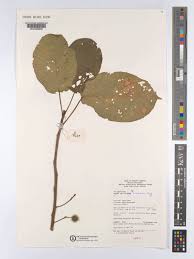 Image result for Lindackeria bukobensis