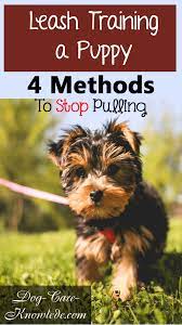 We did not find results for: Leash Training A Puppy 4 Easy Ways That Will Make Pulling Stop