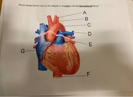 Blood vessels (labeled) coloring page. Solved Which Labeled Blood Vessel In The Diagram Is An Ar Chegg Com