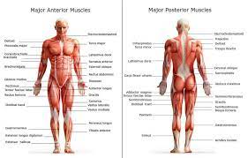 This is a table of skeletal muscles of the human anatomy. All Of The Major Muscle Groups On Both The Front And Back Of The Body With The Names Of Each Muscle Shown Human Body Muscles Muscle Body Body Muscles Names