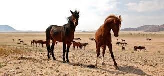 Horse Breed Namib Desert Horse