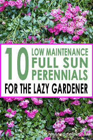 Full Sun Perennials 15 Beautiful Low Maintenance Plants That Thrive In The Sun Gardening From House To Home Full Sun Perennials Sun Perennials Full Sun Garden