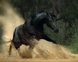 ❯ you can change wallpaper with your keyboard arrow keys! Beautiful Stallion Horses Tags 7 Horse Wallpaper Arabian Horse