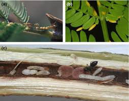 Image result for Cissus nigropilosa