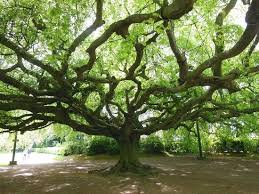 Jardin Public De Bayeux 2020 Ce Qu Il Faut Savoir Pour Votre Visite Tripadvisor