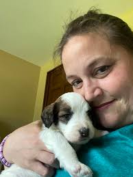 Where to find a St. Berdoodle to adopt in Southern Illinois?