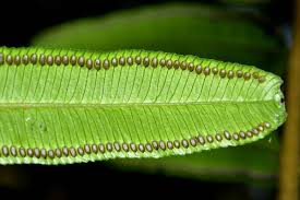 Image result for Marattiaceae