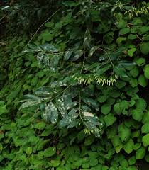 Image result for Dracaena laxissima