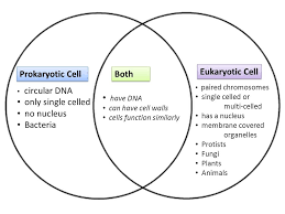 Eukaryotic Cell Prokaryotic Cell Both Pg S Ppt Video Online Download