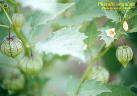 Image result for Physalis angulata