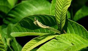 We did not find results for: 5 Loáº¡i La Cay Chá»¯a Ä'au Dáº¡ Day Dá»… Tim Va Cá»±c Ráº»