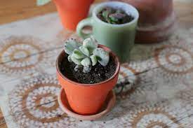 Pin On Succulent