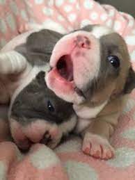 Janesville wisconsin dog breeders : Pin On Puppies For Sale