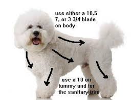 Groom At Home Bichon Frise Puppy Grooming Bichon Frise Dogs Bichon Frise