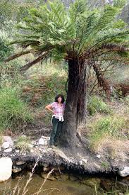 Image result for Cyathea dregei