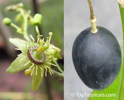 Image result for Passiflora suberosa