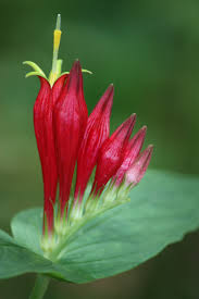 Image result for Spigelia anthelmia
