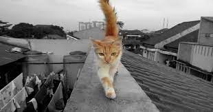 Maybe you would like to learn more about one of these? Cara Mudah Mengedit Foto Atau Gambar Menjadi Hitam Putih Secara Online Waro Muhammad