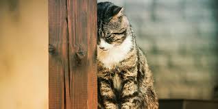 We did not find results for: Que Puedo Hacer Si Mi Gato Esta Triste Purina