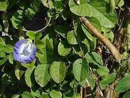 Image result for Clitoria