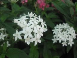 Image result for Pentas micrantha