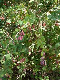 Image result for Berberis