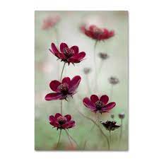 Trademark Fine Art Mandy Disher Cosmos Sway 30x47 Canvas Art Lowes Com In 2020 Beautiful Flowers Flowers Love Flowers