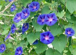 13 Different Types Of Morning Glory Photos Garden Lovers Club