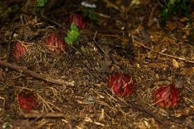 Image result for Thonningia