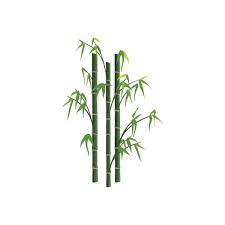 Bamboo 1 Grasses Herbaceous Plants Vector Illustration Drawing Symbol Svg Plant Vector Bamboo Art Plants