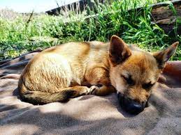 We are located in culpeper, the foot hills of virginia on 10 acres. Your Complete Guide On The Adorable Corgi German Shepherd Mix K9 Web