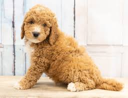 Check spelling or type a new query. Mini Goldendoodle Puppies From Missouri Shelby S Goldendoodles