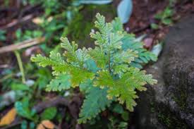 Image result for Selaginella vogelii