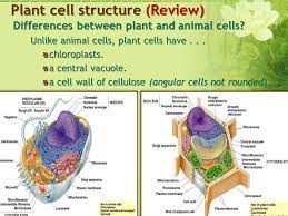 The nucleus is present at the centre of the cytoplasm.the absence of a cell wall and a prominent vacuole are indicators that help identify animal cells, such as cells seen in the. Plant Structure And Growth Objectivesobjectives Outline Three Differences Between The Struc Tures Of Dicotyledonous And Monocotyle Donous Plants Ppt Download