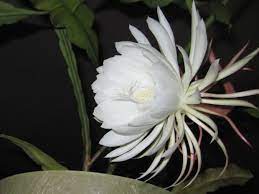 I would describe the scent as sweet and powerful; Top 10 Flowers That Bloom At Night Pouted Com