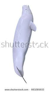 3d Rendering Of A Beluga White Whale Isolated On White Background White Whale Beluga Whale