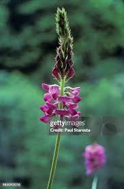 Image result for Crotalaria onobrychis