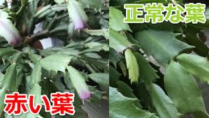 シャコバサボテンの葉が赤いのは夏バテ 夏越しのポイントまとめ
