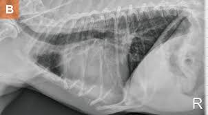 The lungs surround the heart; Evaluating And Managing Chronic Cough In Dogs Today S Veterinary Practice