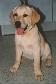 Wie schwer ist ein labrador welpe bei der geburt? Haufige Skelettentwicklungsstorungen Beim Junghund Canosan